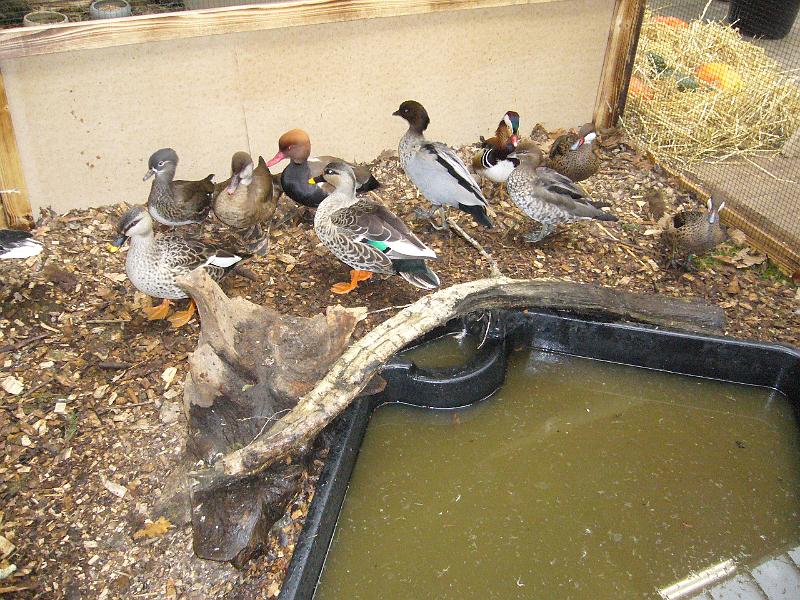 Kreisschau Coesfeld 2008 208.jpg - Schauimpressionen der Kreisschau Coesfeld 2008